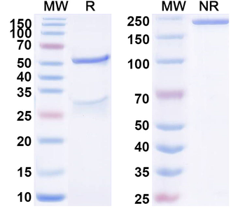 RAB10 Mouse Monoclonal Antibody