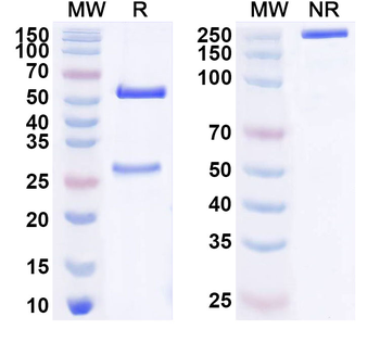 EPHB1 Mouse Monoclonal Antibody