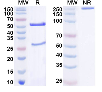 ASCL1 Mouse Monoclonal Antibody