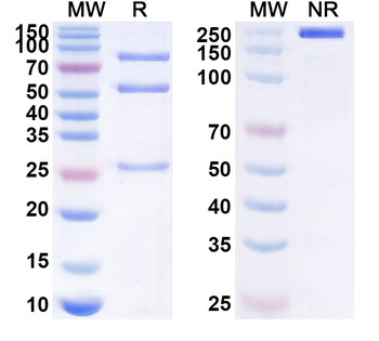 IL19 Mouse Monoclonal Antibody