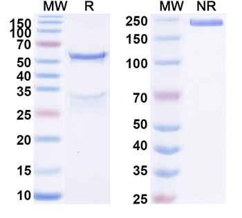 CD229/LY9 Mouse Recombinant Antibody