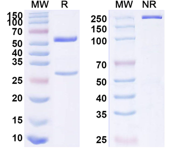 FGF7 Mouse Monoclonal Antibody