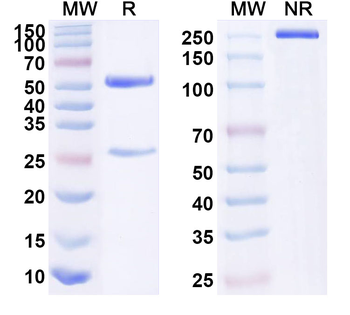 SFRP5 Mouse Monoclonal Antibody