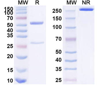IGFBP3 Mouse Monoclonal Antibody