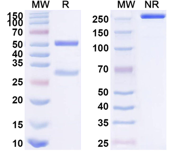 CD150/SLAMF1 Mouse Recombinant Antibody