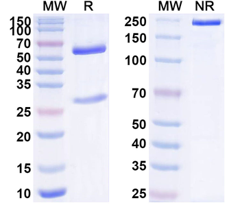 LTBR Mouse Monoclonal Antibody