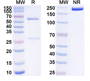 TFF1 Mouse Monoclonal Antibody