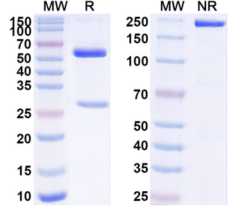 APOH Mouse Monoclonal Antibody