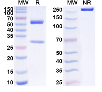 CD31/PECAM1 Mouse Recombinant Antibody