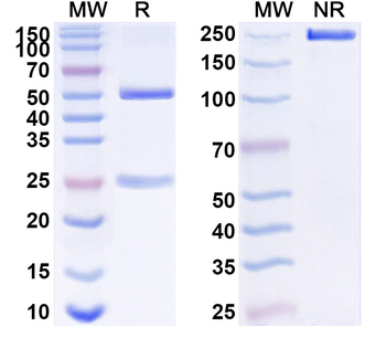 GPC4 Mouse Monoclonal Antibody