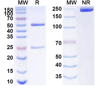 LRP5 Mouse Monoclonal Antibody