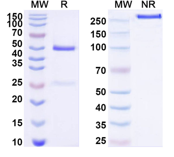 IL3 Mouse Monoclonal Antibody