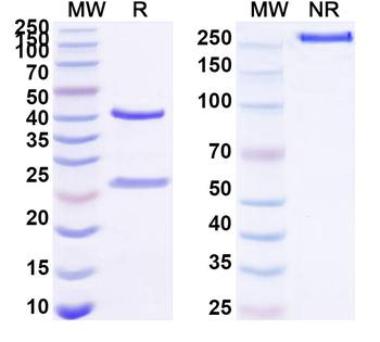 CD263/TNFRSF10C Mouse Monoclonal Antibody
