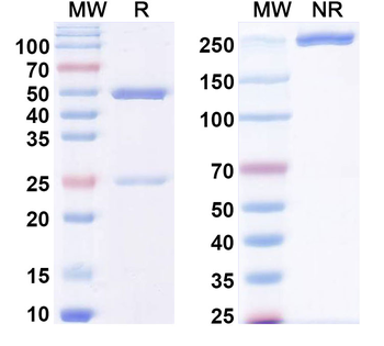 QSOX1 Mouse Monoclonal Antibody