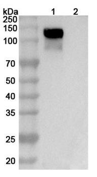 ROBO1 Mouse Monoclonal Antibody