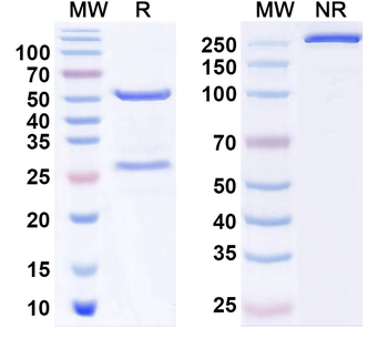 EBV/HHV4 gB/BALF4 Mouse Monoclonal Antibody