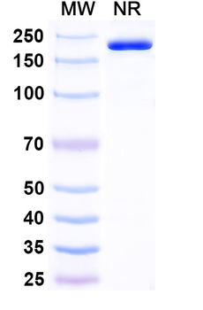 HERV-K Env/ERVK-6 Mouse Monoclonal Antibody