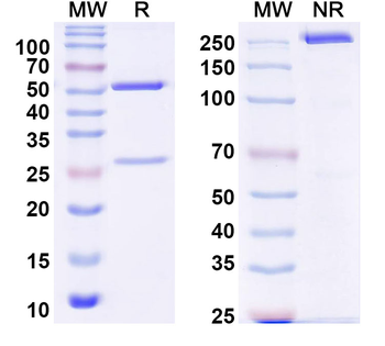 shiga toxin type 1/stx1B Human Monoclonal Antibody