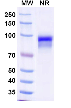 CFP/Properdin Mouse Recombinant Antibody