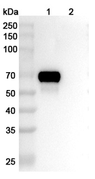 HRSV F/Fusion glycoprotein F0 Human Monoclonal Antibody