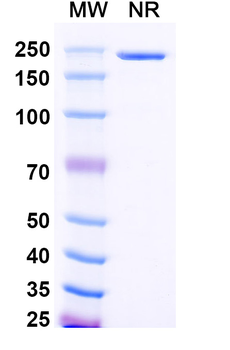 VEGFA Mouse Monoclonal Antibody