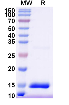 5HT3/HTR3A Camelus Monoclonal Antibody