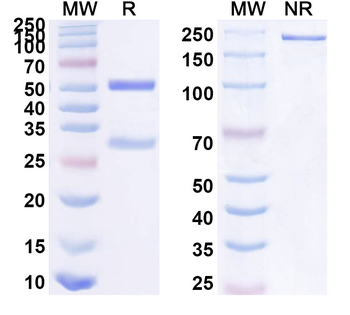 SuHV-1 gH/Envelope glycoprotein H Human Monoclonal Antibody