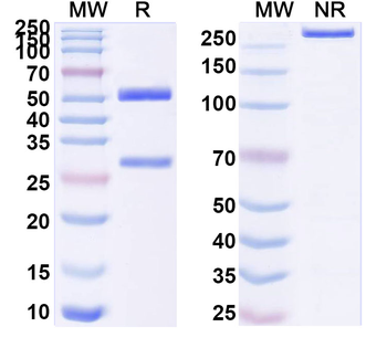 CD283/TLR3 Mouse Monoclonal Antibody