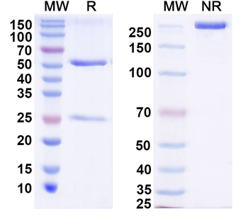 Poliovirus Capsid protein VP1 Human Monoclonal Antibody