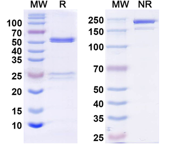 CD268/TNFRSF13C Mouse Monoclonal Antibody