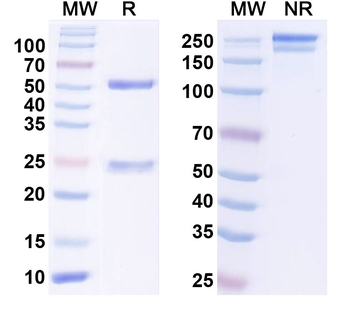 LAMP5 Mouse Monoclonal Antibody