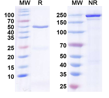 SNCA Mouse Monoclonal Antibody
