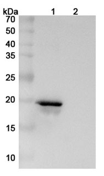 SNCA Mouse Monoclonal Antibody