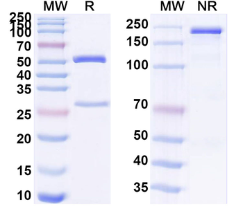 Aspergillus niger GOD/gox/Glucose oxidase Mouse Monoclonal Antibody