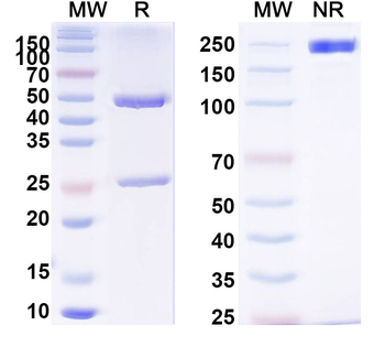 TARDBP/TDP43 Mouse Monoclonal Antibody