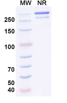 JEV Envelope protein E Mouse Monoclonal Antibody