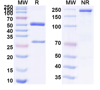 p53 (R175H mutation) pHLA Complex Mouse Monoclonal Antibody
