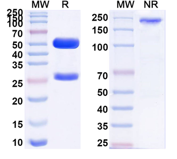 MSTN/GDF8 Mouse Monoclonal Antibody