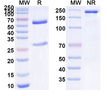 hCG/CGB Mouse Monoclonal Antibody