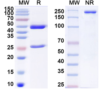 hCG Mouse Monoclonal Antibody