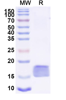 ARC Camelus Monoclonal Antibody
