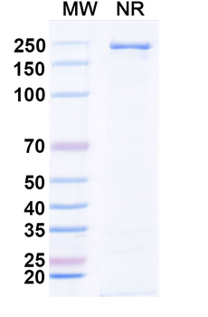 APP/Amyloid beta Mouse Monoclonal Antibody