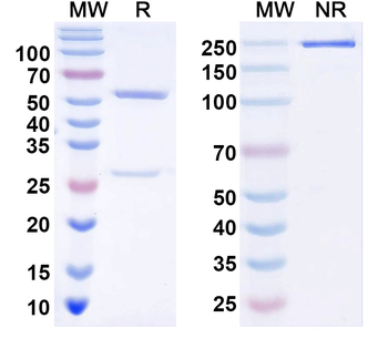 pro-MSTN/GDF8 Human Monoclonal Antibody