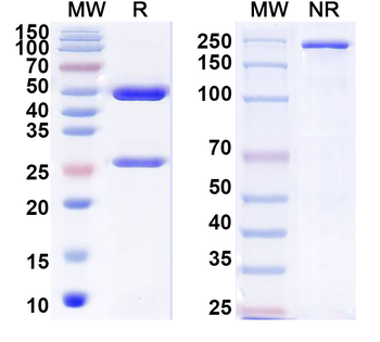 JUNV GP1 glycoprotein Human Monoclonal Antibody