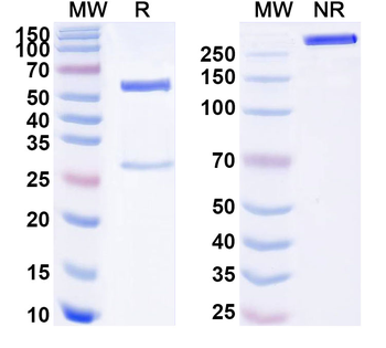 Abeta40/Beta-APP40 Human Monoclonal Antibody