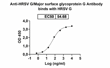 HRSV G/Major surface glycoprotein G Human Monoclonal Antibody