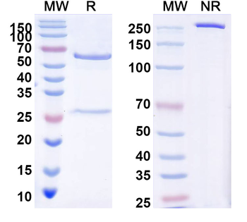HRSV G/Major surface glycoprotein G Human Monoclonal Antibody