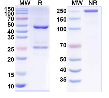 BRSV G/Major surface glycoprotein G Mouse Monoclonal Antibody