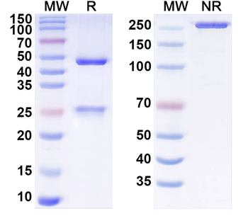 ptsH/hpr Human Monoclonal Antibody
