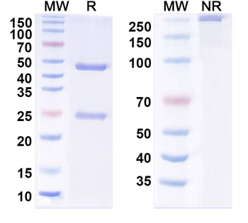 MERS-CoV RBD Human Monoclonal Antibody